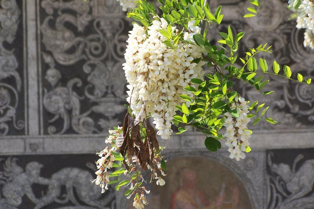 Acacia Firenze - Primula Leilighet Eksteriør bilde